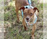 Small Chihuahua Mix