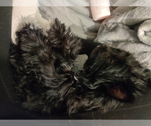 Yorkshire Terrier Puppy for sale in MORRIS, MN, USA
