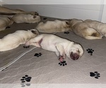 Small Photo #10 Labrador Retriever Puppy For Sale in CARMICHAEL, CA, USA