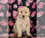 Small Photo #5 Golden Retriever Puppy For Sale in OXFORD, PA, USA