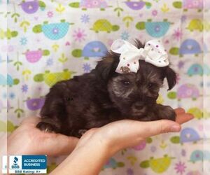Schnauzer (Miniature) Puppy for sale in WINNSBORO, LA, USA