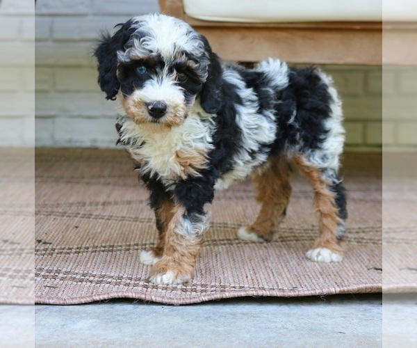 Medium Photo #4 Bernedoodle (Miniature) Puppy For Sale in NARVON, PA, USA
