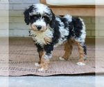 Small #3 Bernedoodle (Miniature)