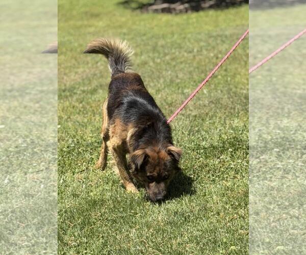 Medium Photo #2 Australian Shepherd-German Shepherd Dog Mix Puppy For Sale in Yardley, PA, USA