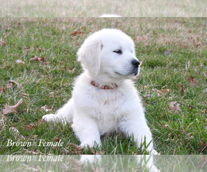 English Cream Golden Retriever Puppy for sale in GOSHEN, OH, USA