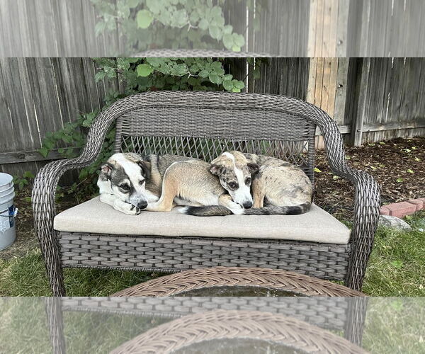 Medium Photo #8 Catahoula Leopard Dog-Unknown Mix Puppy For Sale in Sandy, UT, USA
