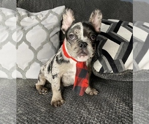 French Bulldog Puppy for sale in BOSTON, MA, USA