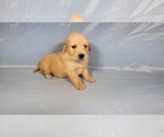 Small #7 Golden Retriever