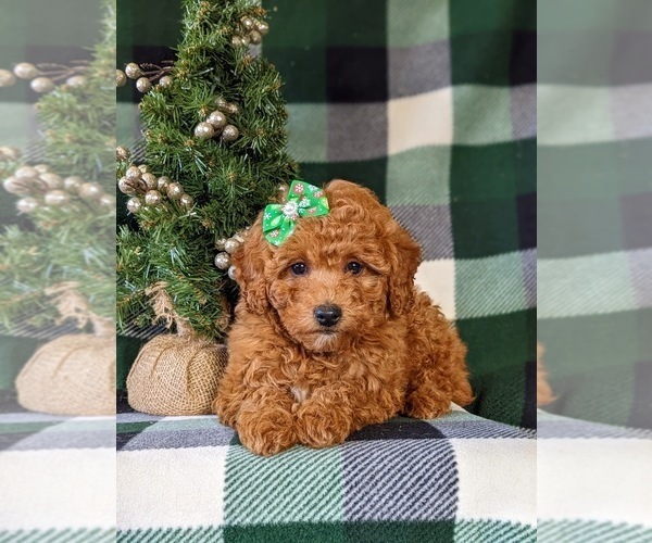 Medium Photo #8 Poodle (Miniature) Puppy For Sale in NEW PROVIDENCE, PA, USA