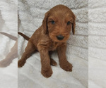 Puppy Lucky Doodle-Goldendoodle Mix