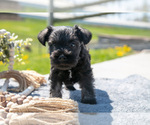 Puppy Tucker Schnauzer (Miniature)