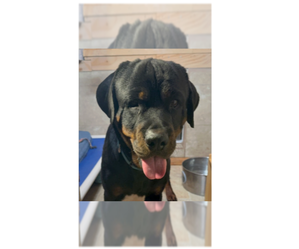 Medium Photo #4 Rottweiler Puppy For Sale in Gilbert, AZ, USA