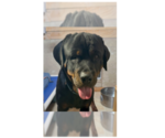Small #3 Rottweiler