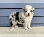Small #5 Australian Shepherd