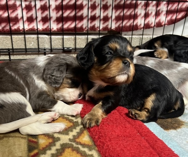 Medium Photo #5 Cavalier King Charles Spaniel Puppy For Sale in DEWITT, MI, USA