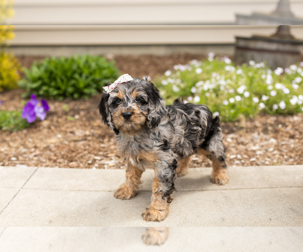 Medium Photo #2 Cocker Spaniel-Poodle (Miniature) Mix Puppy For Sale in MILLERSBURG, IN, USA