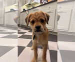Small #2 Pomeranian Mix