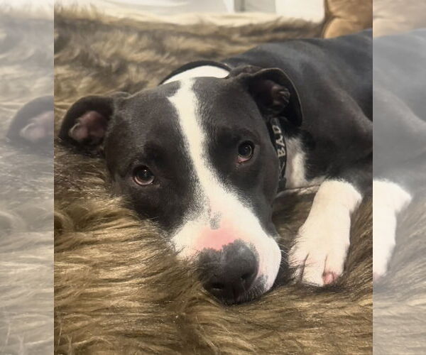 Medium Photo #2 American Pit Bull Terrier Puppy For Sale in La Vergne, TN, USA