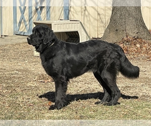 Medium Photo #1 Newfoundland Puppy For Sale in MARTINSBURG, WV, USA