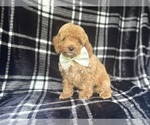 Image preview for Ad Listing. Nickname: Royal