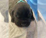 Small #1 Cane Corso