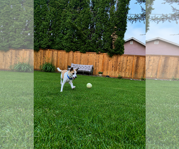 Medium Photo #3 Chihuahua Puppy For Sale in Polson, MT, USA