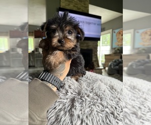 Yorkshire Terrier Puppy for Sale in JOHNSTON, Rhode Island USA