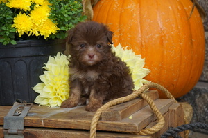 Havanese Puppy for sale in FREDERICKSBG, OH, USA