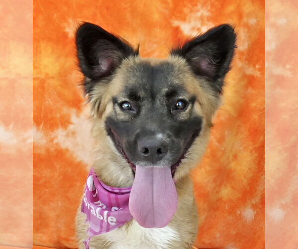 Medium Photo #1 German Shepherd Dog-Unknown Mix Puppy For Sale in Pasadena, CA, USA