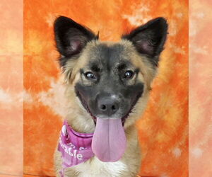 German Shepherd Dog-Unknown Mix Dogs for adoption in Pasadena, CA, USA
