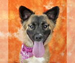 Small German Shepherd Dog Mix