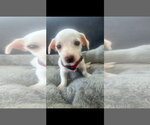 Jerry - Male Chihuahua-Unknown Mix Dog for Adoption - Small photo