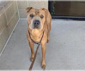 Chinese Shar-Pei Dogs for adoption in Denver, CO, USA