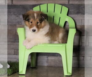 Collie Puppy for sale in FREDERICKSBG, OH, USA