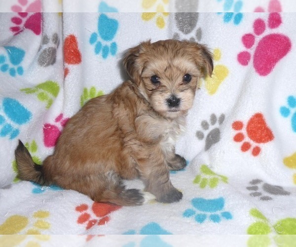 Medium Photo #6 Morkie Puppy For Sale in ORO VALLEY, AZ, USA