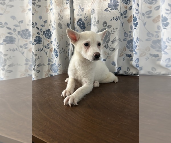 Medium Photo #62 Alaskan Klee Kai Puppy For Sale in DURHAM, CT, USA