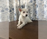 Small Photo #62 Alaskan Klee Kai Puppy For Sale in DURHAM, CT, USA