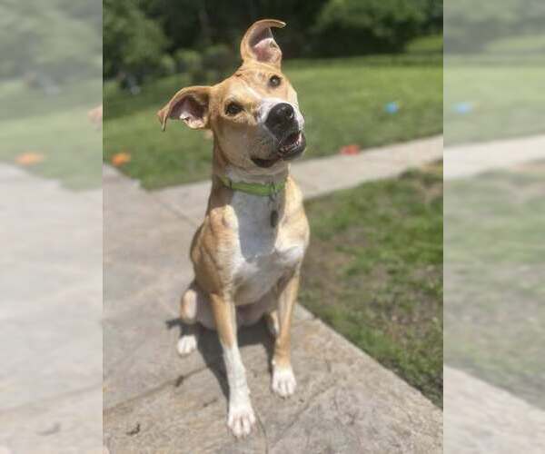 Medium Photo #24 Carolina Dog-Labrador Retriever Mix Puppy For Sale in Springdale, PA, USA