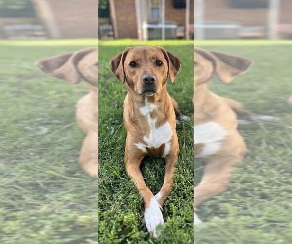 Medium Photo #2 Labrador Retriever-Unknown Mix Puppy For Sale in Evansville, IN, USA