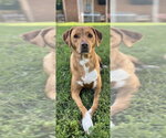 Small #1 Labrador Retriever Mix