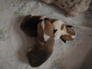 Pembroke Welsh Corgi Puppy for sale in REDDING, CA, USA