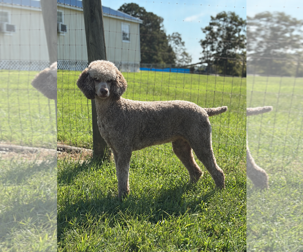 Medium Photo #3 Poodle (Standard) Puppy For Sale in Pacolet, SC, USA