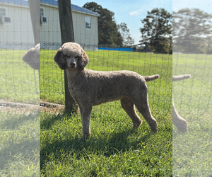 Amyla Sep 26 - Female Poodle (Standard) Dog for Adoption - Photo #3