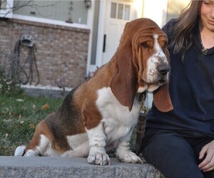 Basset Hound Litter for sale in COLORADO SPRINGS, CO, USA