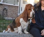 Small Basset Hound