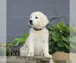 Small #3 English Cream Golden Retriever