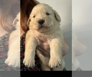 Golden Retriever Puppy for sale in HIALEAH, FL, USA