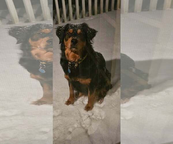 Medium Photo #11 Labrottie Puppy For Sale in Holly Springs, NC, USA