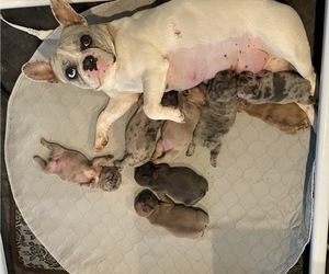 Mother of the French Bulldog puppies born on 01/19/2022