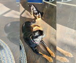 Small #6 Rottweiler Mix